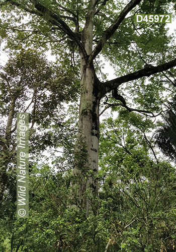 Kapok (Ceiba pentandra, Malvaceae)